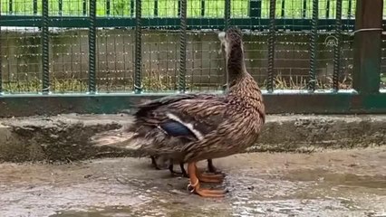 Tedavi altındaki yeşilbaş ördeğin dünyaya getirdiği 3 yavru ilgi odağı oldu