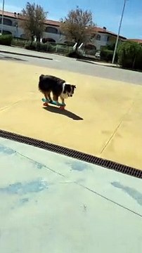 Dog Skates on Mini Skateboard