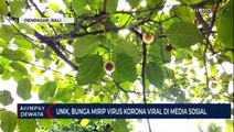 Unik, Bunga Mirip Virus Corona Viral Dimedia Sosial