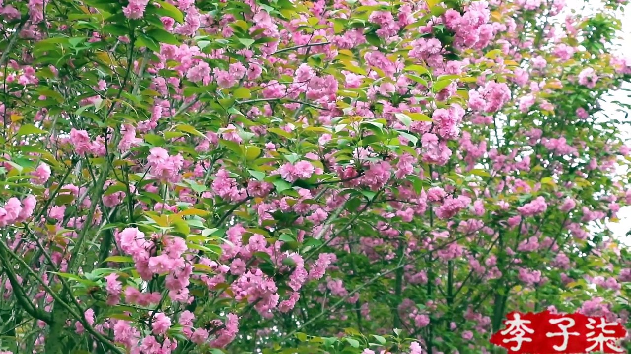 Une autre année de la saison des fleurs de Cerasus, venez au pot de thé Cerasus