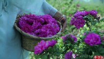 Nourriture de fleurs colorées, fouille de différentes façons de manger des roses