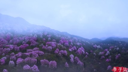 （采野菜）If You Miss the Best Days to Pick Wild Herbs, You’ve Missed the Entire Spring  Liziqi Channel