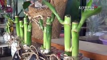 Lucu, Ide Kreatif Kado Unik Kaktus Mini