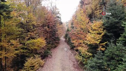 Kazdağları'nın gizli güzelliği kayın ve göknar ormanları