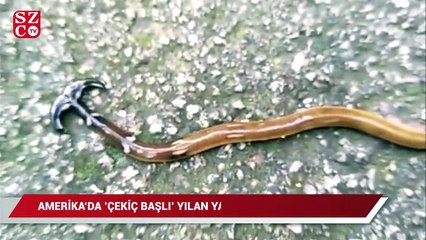 Virginia'da 'çekiç başlı' yılan yakanlandı