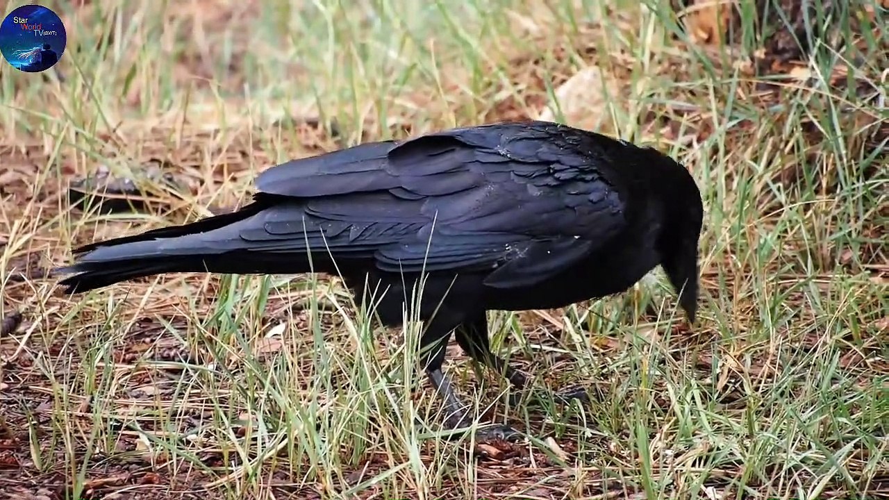 4K Virtual Forest View - Part  2 Nature Therapy: Relaxing Full Motion Forestry with Natural Sounds | Relax Music