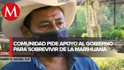 Pueblo en pobreza extrema busca sobrevivir de la marihuana en SLP