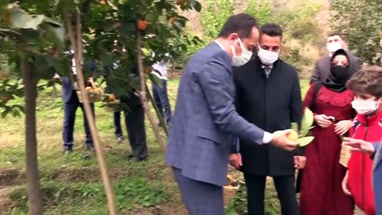 'Trabzon hurması' hasadı - BİLECİK