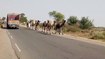 मध्यप्रदेश के शाजापुर मे राजस्थानी जहाज ने दी दस्तक