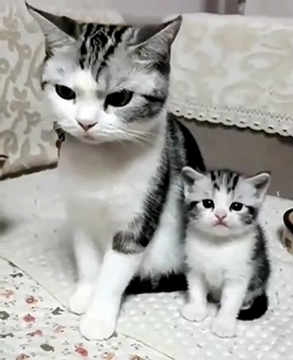 Cat & her kittens adorable moment - The Sitting pose