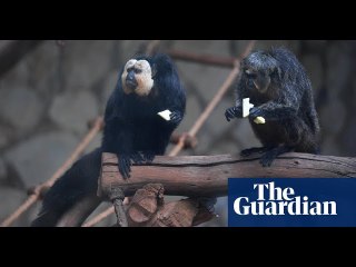 Sound of the city monkeys shown to prefer traffic over jungle noise