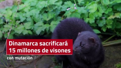 Dinamarca sacrificará 15 millones de visones con presunta mutación del coronavirus