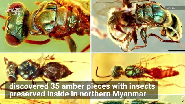 Check Out These Dazzling Colors of 99-Million-Year-Old Insects Preserved in Amber