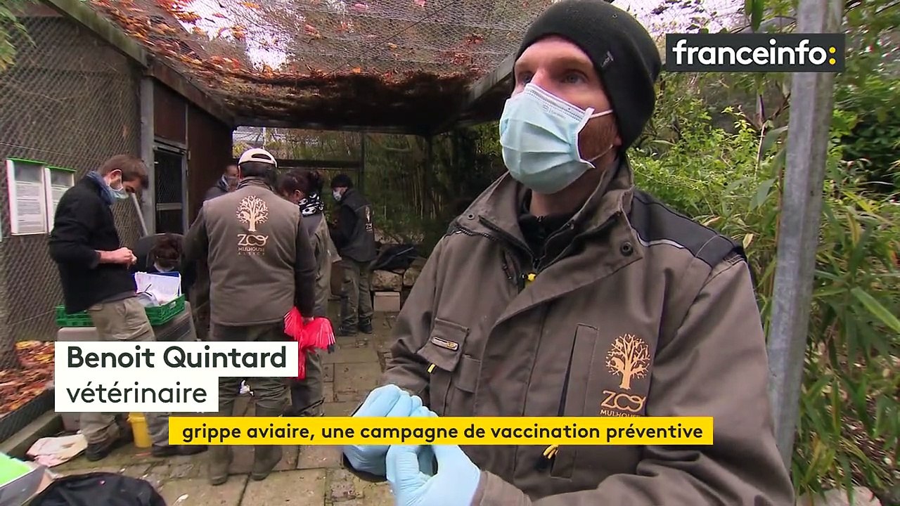 À Mulhouse, les soignants du zoo s'activent pou...