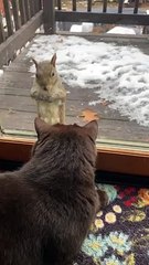 Cat Tries Playing with Squirrel Through Glass