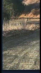 Mountain Lion Relaxes on Running Trail at O'Neil Park