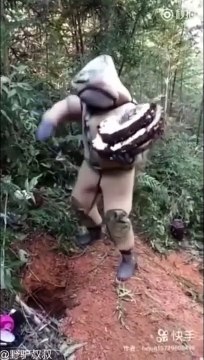 Il détruit un nid de frelons géants à la main et ça finit mal