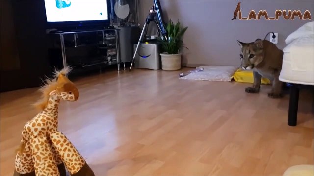 Ce puma joue avec sa peluche girafe préférée