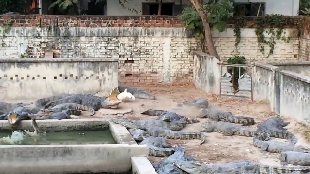 Cette poule se retrouve au milieu de 30 crocodiles à l'heure du repas