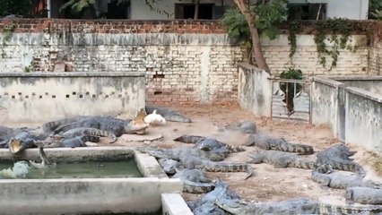 Cette poule se retrouve au milieu de 30 crocodiles à l'heure du repas