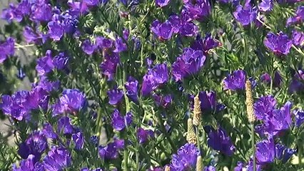 NSW blossoms thanks to drought-breaking rain