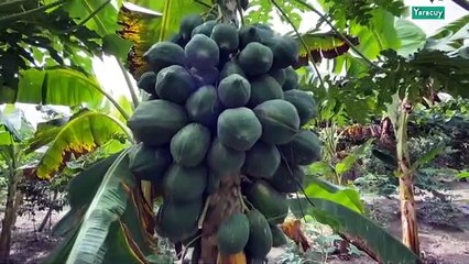 Cultivando Patria 08NOV2020 | Granja Paraíso en Yaracuy aportará un centenar de lechones al Plan Pernil