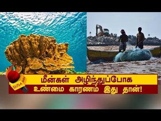தமிழ்நாட்டு மீன்வளங்கள் குறைய உண்மை காரணம் இதோ!