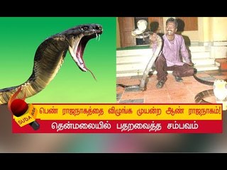 முதன்முறையாக ஆண் ராஜநாகம் ஒன்று பெண்நாகத்தை விழுங்க முயன்றச் சம்பவம்!