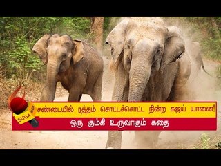தந்தத்தைப் வேரோடு பிடுங்கிய காட்டு யானை ! அத்தியாயம் 16