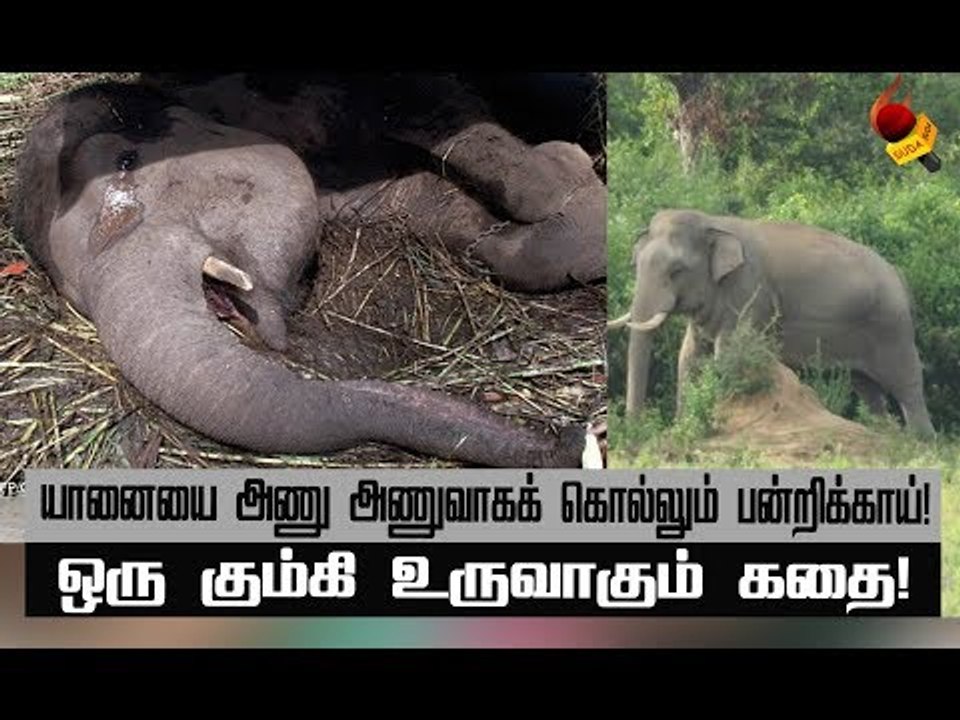 யானைகளுக்கு  கொடூர சித்ரவதை ’பன்றிக்காய்’!   | அத்தியாயம் 26