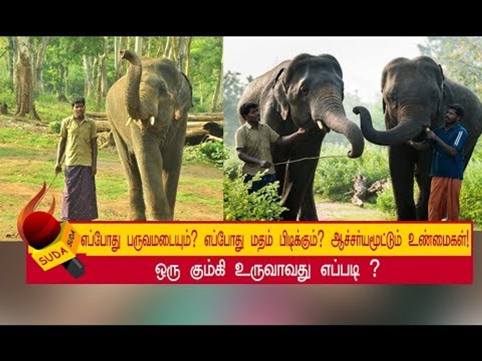 அடுத்த தலைமுறை கும்கியாக உருவெடுக்கும் கிரி யானை ! | அத்தியாயம் 18