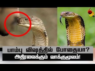 ராஜ நாக விஷத்தை உடலில் ஏற்றிப் போதை! அதிரவைத்த இளைஞர்கள்!