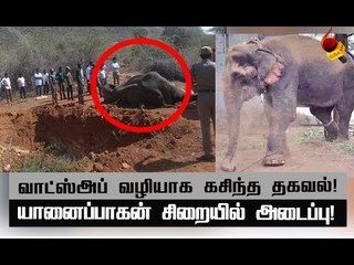 யானையை ஆத்திரத்தில் பழிவாங்கிய வனத்துறை அதிகாரிகள்!