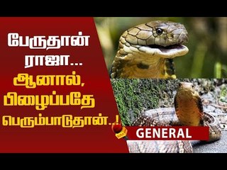 ராஜநாகங்கள் பற்றிய ஸ்வாரஸ்ய தகவல்கள்!