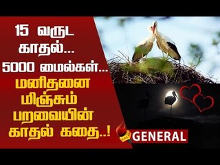 காதலியைப் பார்க்க உயிரை பணயம் வைக்கும் காதலன்! |  A True Love Story