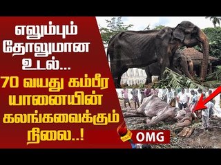 உலகை உலுக்கிய புகைப்படம் ! டிக்கிரி யானையின் கண்ணீர் கதை!