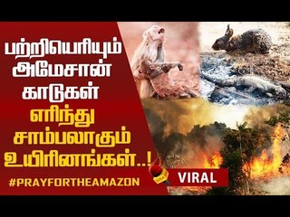காட்டுத்தீக்கு மனிதர்கள்தான் காரணம்..?அமேசான் தீ சொல்லும் அழிவுச்செய்தி!