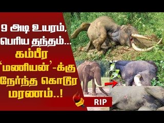 அமைதியை நேசிக்கும் 'மணியன்'! சக காட்டு யானைகளால் கொல்லப்பட்ட பரிதாபம்!