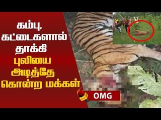 5 வயதான பெண் புலிக்கு நேர்ந்த பரிதாபம் ! #Shocking