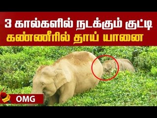 குட்டியை காக்க தாய் யானையின் பாசப் போராட்டம்!