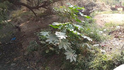 जालौन: ग्रामीणों ने प्रधान पर लगाए आरोप
