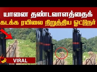 யானைக்காக காத்திருந்த ரயில்...ஓட்டுநருக்கு குவியும் பாராட்டு!