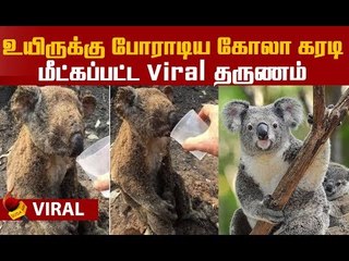 தவித்த கோலா...தண்ணி கொடுத்து காப்பாற்றிய நொடிகள்!