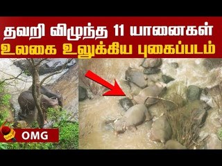 நீர்வீழ்ச்சியில் விழுந்து பலியான 11 யானைகள்! #Shocking
