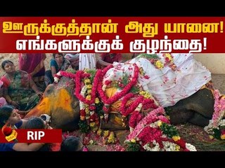 அந்த நோய் மட்டும் வராம இருந்திருந்தா...! யானைக்காக கலங்கும் மக்கள்