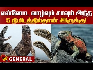பாம்புதான் எனக்கு முதல் எதிரி..இகுவானாக்களின் சர்வைவல் கதை!