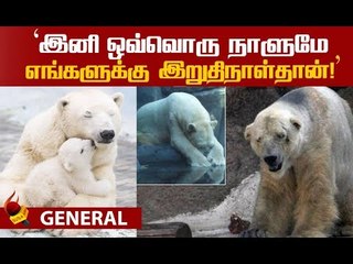 என்னை மாதிரி  சவால்களை சமாளிக்க யாராலயும் முடியாது! பனிக்கரடிகளின் சர்வைவல் கதை!
