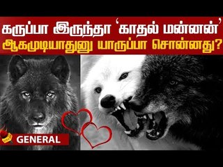`காட்டின் காதல் மன்னன்!' கறுப்பு ஓநாயின் சர்வைவல் கதை