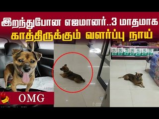 எஜமானருக்காக காத்திருக்கும் நாய்: மனதை உருக்கும் புகைப்படம் !