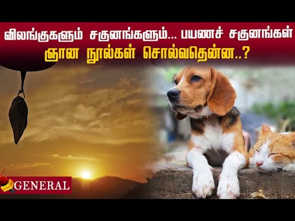 விலங்குகளும் சகுனங்களும்... பயணச் சகுனங்கள் என்னென்ன? #omens
